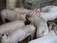 Sow, Pigs — photo 2