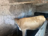 Banteng, Cattle — foto 6