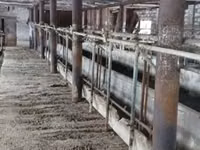 ላም, Bukovinian factory type of red-spotted Ukrainian cow — ፎቶ 1