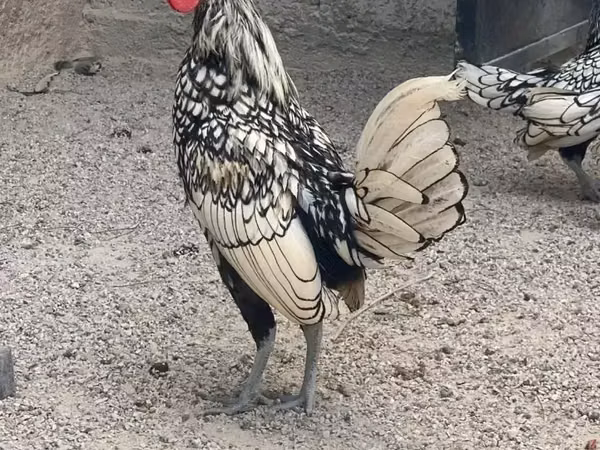 سیبراٹ