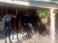 Hoppe, Heste — foto 1