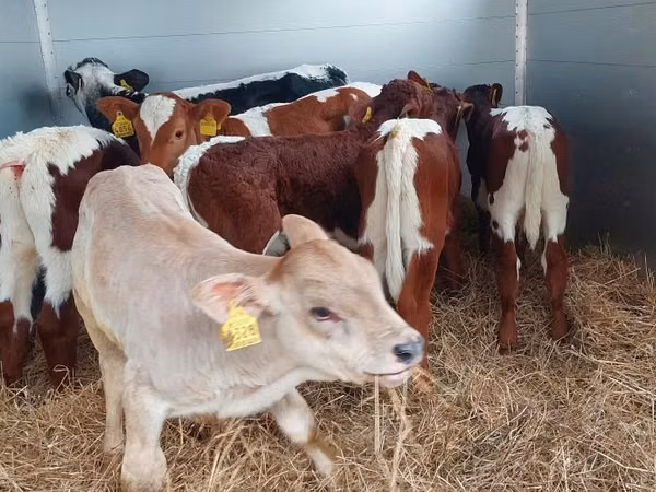 Boğa, Simmental cattle