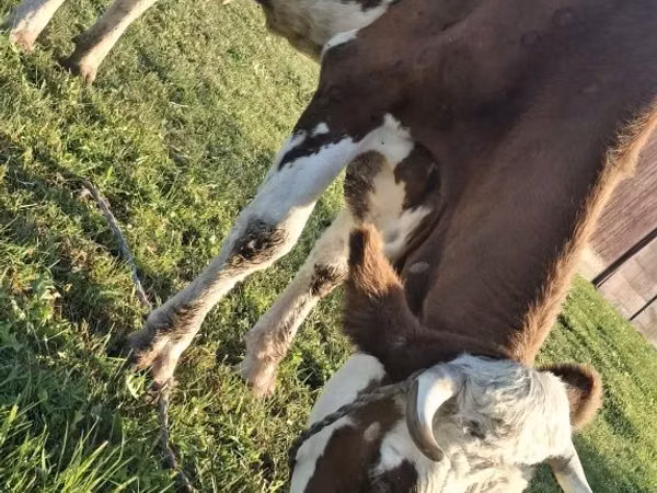 Cow, Simmental cattle — Poland