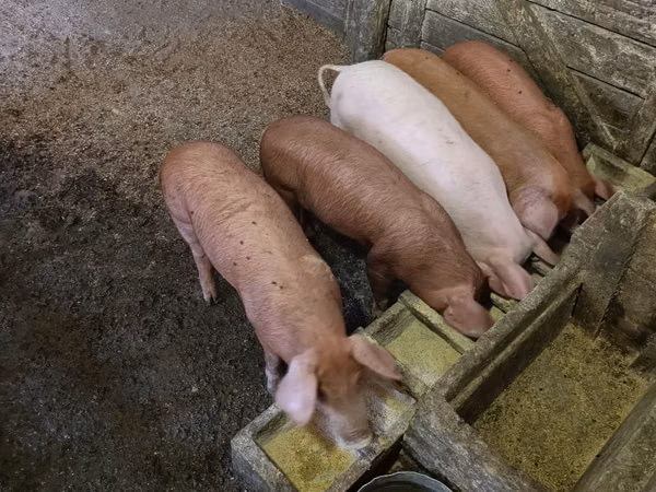 Boar, Pigs — Moldova