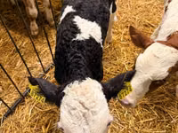 Cow, Cattle — photo 1