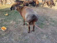 Widder, Schafe — Foto 5