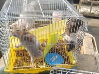 Hamster və qəfəs dəsti - Növ: kiçik ev heyvanı – hamster - Dəst — φωτογραφία 2