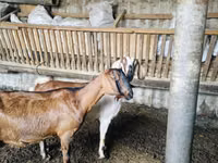 عنزة, Nubian Goat — الصورة 2