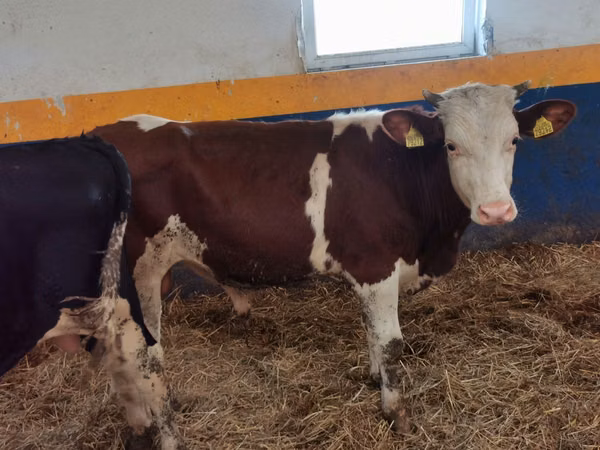 Boğa, Simmental cattle