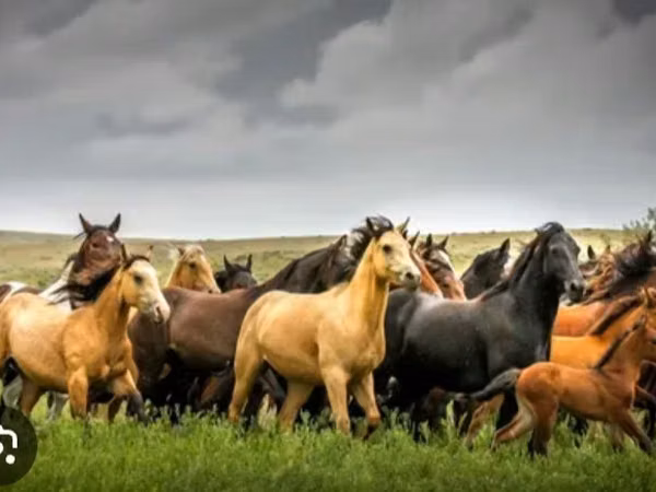 Mare, Horse breed