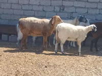 Хуц, Ordabasy sheep — 7 зураг