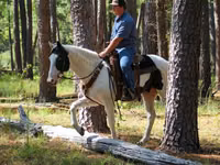 Horse (M), American paint horse — photo 6