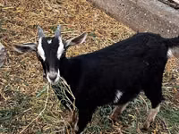 Goat, Alpine goat — photo 4