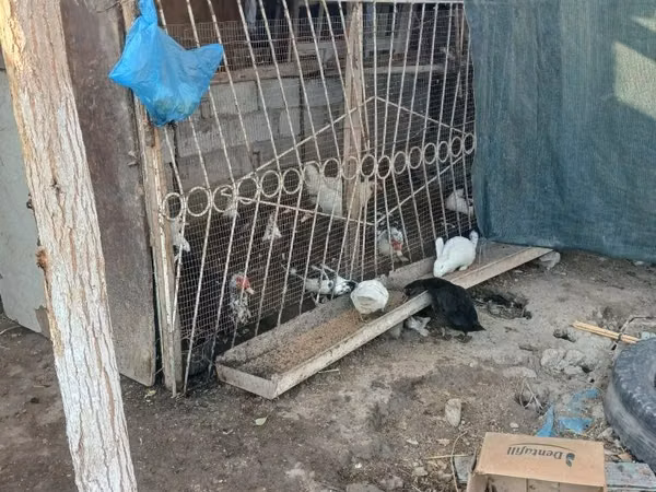 Chickens — Uzbekistan