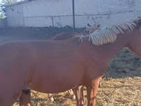 فرس, Horse breed — الصورة 2