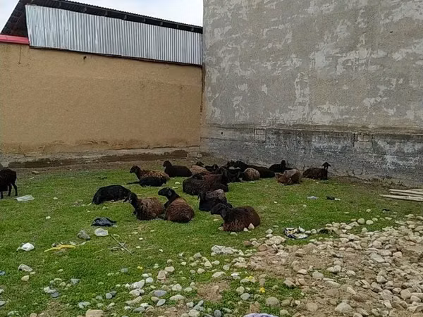แกะตัวเมีย, Hissar sheep — อุซเบกิสถาน