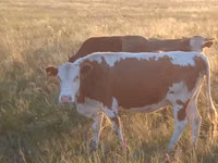 Vaca, Latvian Blue cattle — foto 2