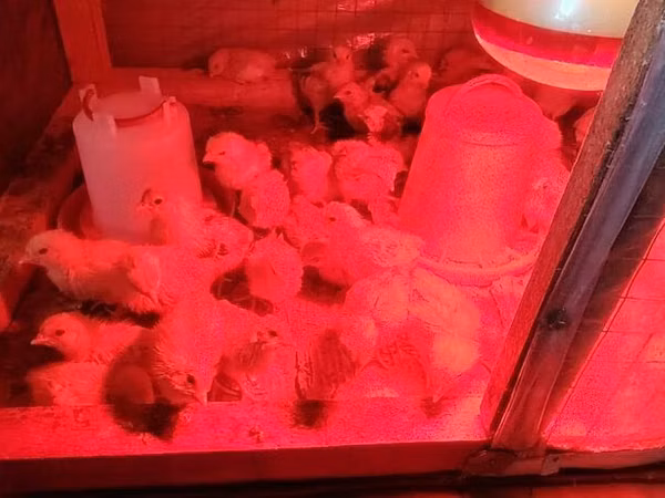 Chickens