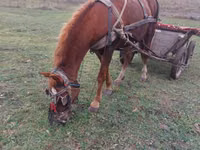 Horse (M), Horses — photo 4