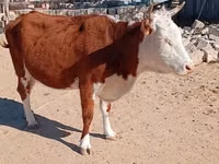 Үнээ, Latvian Blue cattle — 2 зураг