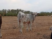 Bull, Charolais cattle — photo 3