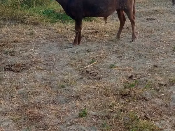 Bull, Cattle — Uzbekistan