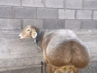 Owca, Owce — zdjęcie 5