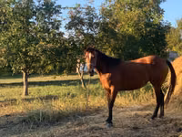 Mare, Horses — photo 1