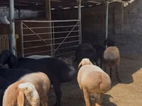 Kambing jantan, Sheep — foto 3