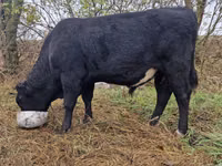 Stier, Aberdeen-Angus — foto 3