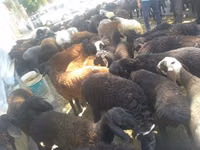 Ram, Dorper sheep — photo 4