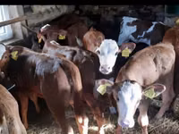 Toro, Simmental cattle — foto 2