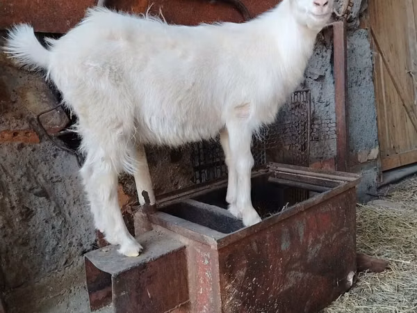 تيس, الماعز — قيرغيزستان