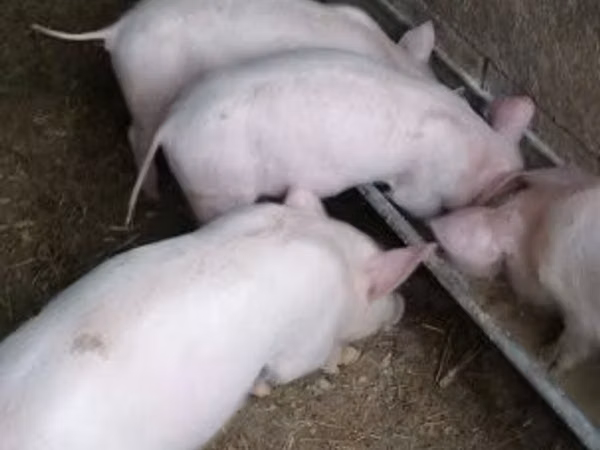 Sow, Pigs