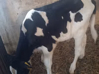公牛, Cattle — 照片 7