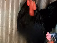 Australorp — Foto 1