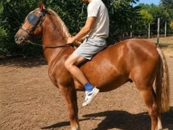 Horse (M), Horses — Hungary