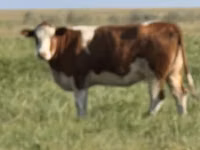 İnek, Simmental cattle — foto 1