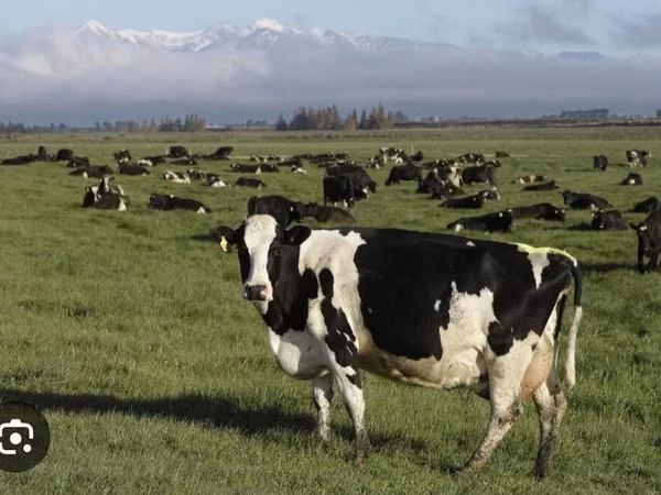 Cow, Holstein breed — Azerbaijan