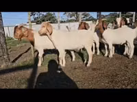 Бузҳо (партия, ҷинс муайян нашудааст), Boer goat — акс 1