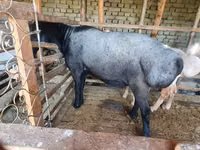 Ram, Sheep — photo 1