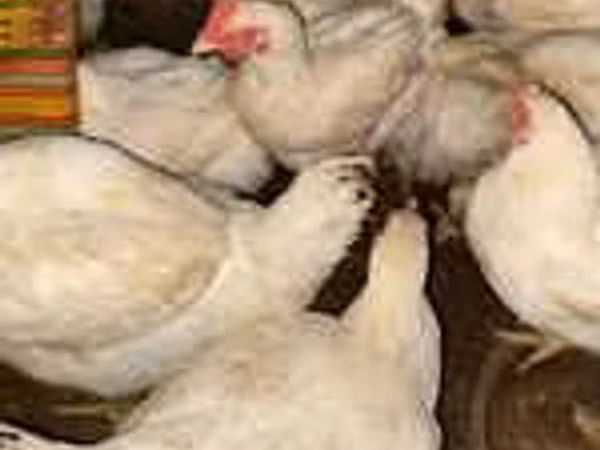 Chickens — Kazakhstan