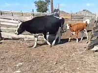 Krava, Simmental cattle — foto 2