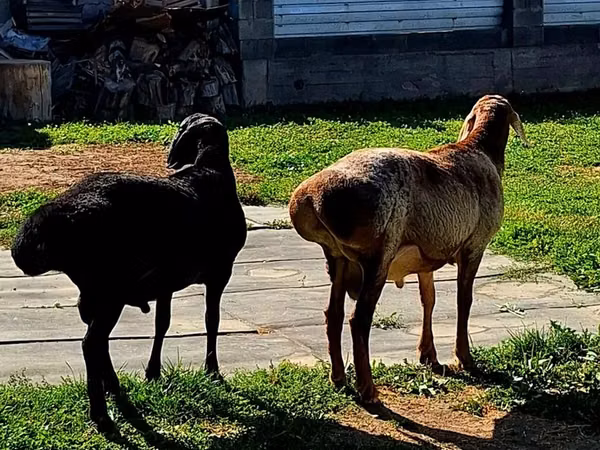 Ram, Hissar sheep
