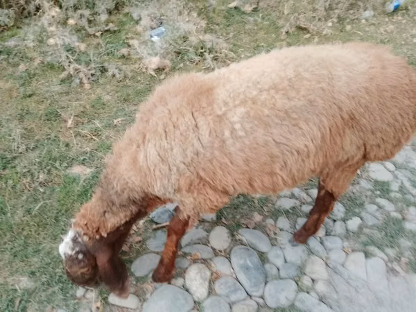 Sheep (batch, sex not specified), Arashan sheep — Uzbekistan