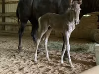 Mare, Black Sea breed — photo 8