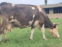 Cow, Simmental cattle — photo 6