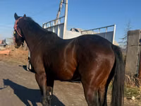 Horse (M), Horses — photo 4