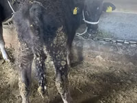 Bull, Swiss cattle — photo 5