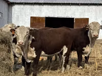Býk, Kazachská bílá hlava kráva — foto 2